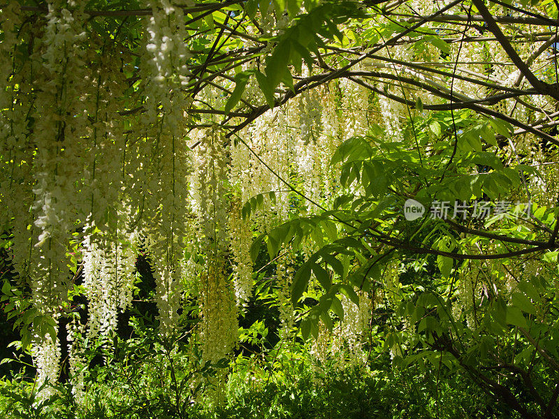 紫藤白花的自然背景