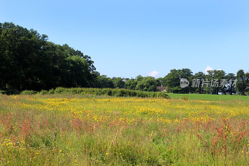 长满黄色山楂花的野花草地(Hieracium)