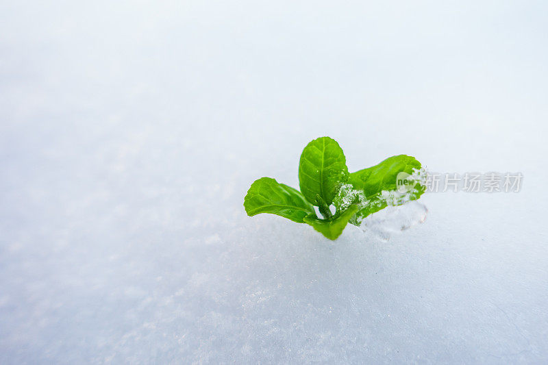 新生命从雪中生长