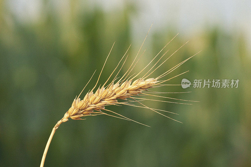 小麦植株特写