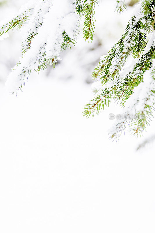 白雪皑皑的松树枝。