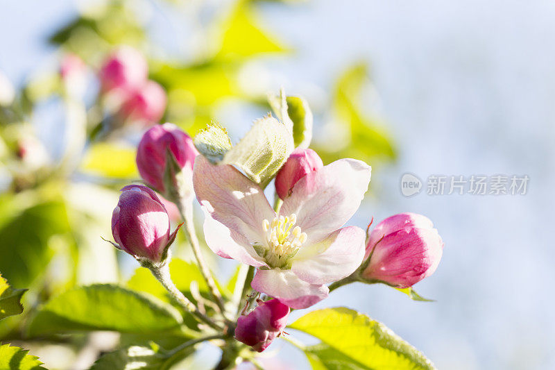 苹果在春天开花