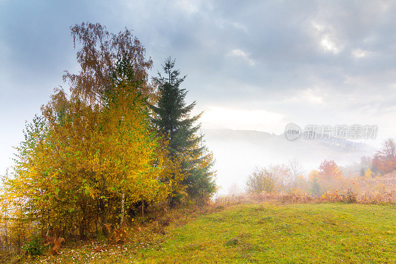 秋色山水带雾于山中。山上有冷杉林。喀尔巴阡山,乌克兰,欧洲