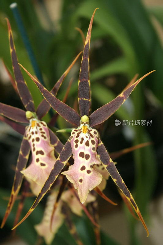 金蝶兰属植物