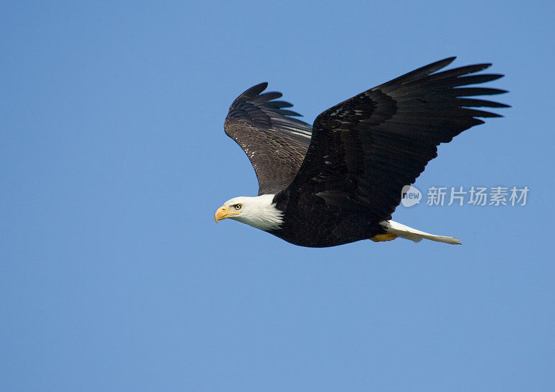 飞行中的秃鹰，阿拉斯加