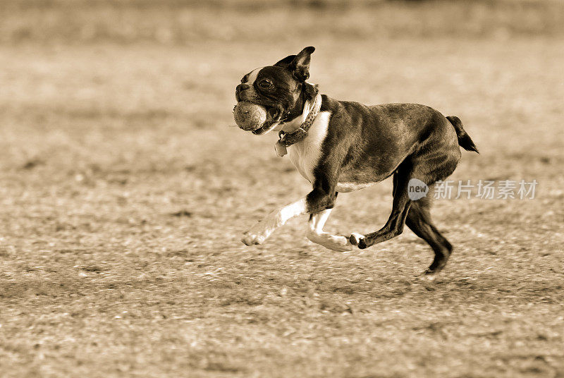 一只波士顿小猎犬拿着一个球跑着