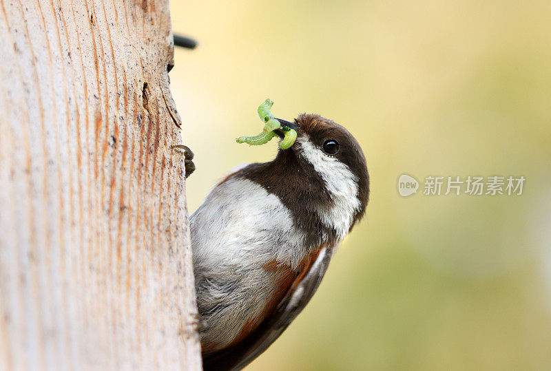 Chestnut-backed山雀、加拿大