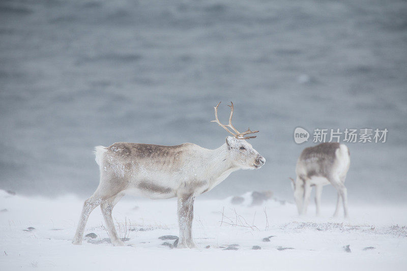 在挪威的暴风雪中放牧驯鹿