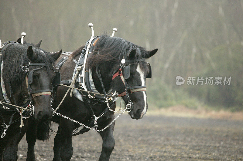 沉重的马