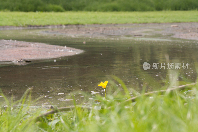 黄莲花生长在泥泞的河岸上。