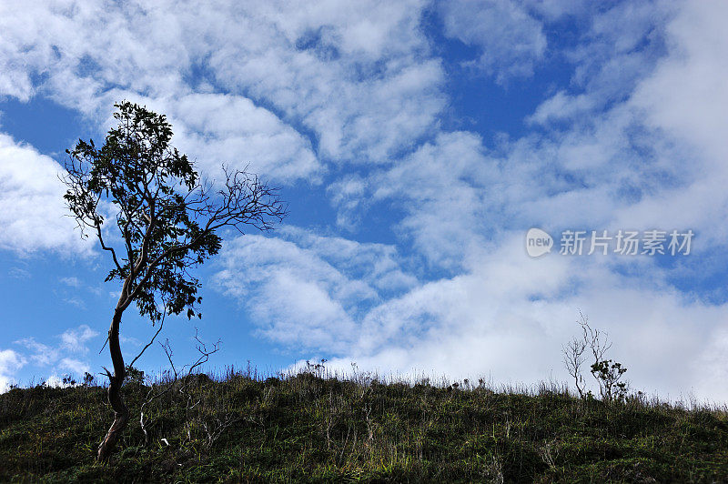 塔斯马尼亚荒原