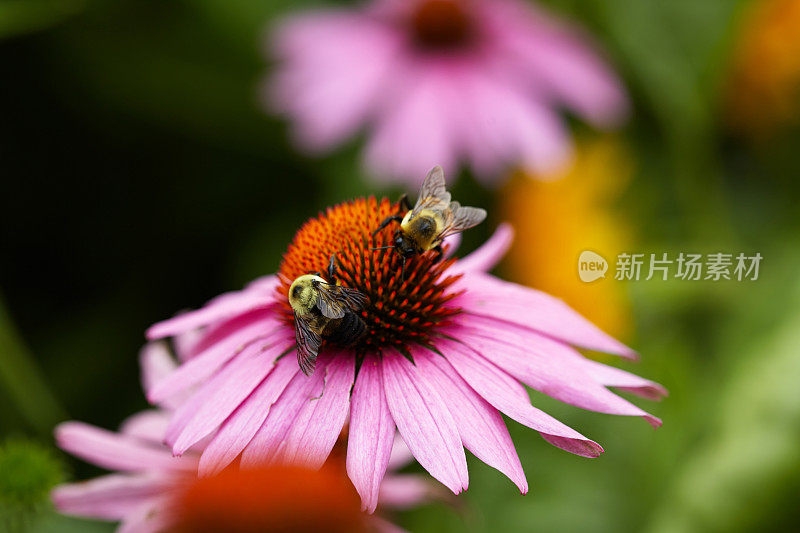 大黄蜂在松果菊