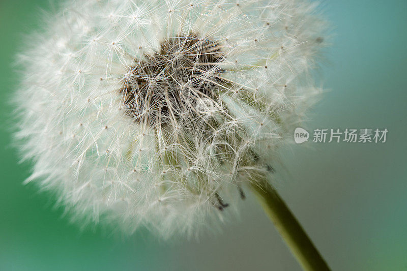 在花头上的蒲公英种子