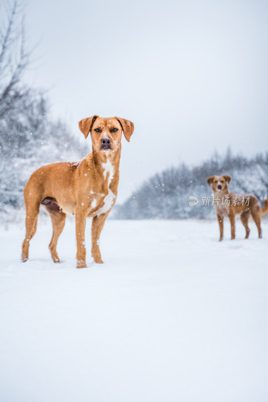 雪地里的狗