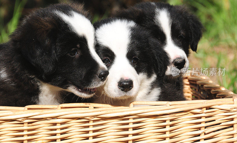 可爱的边境牧羊犬幼犬