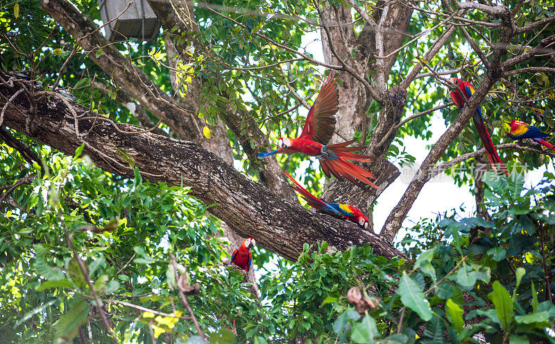 树上一群猩红色金刚鹦鹉