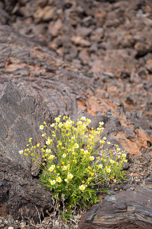 熔岩岩上的五叶花