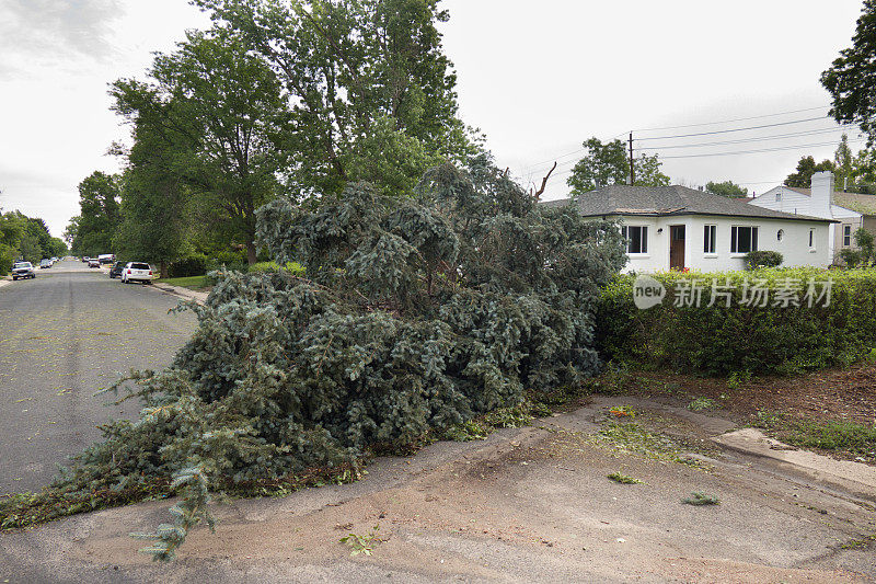 龙卷风摧毁了科罗拉多州丹佛市屋顶附近的一棵树
