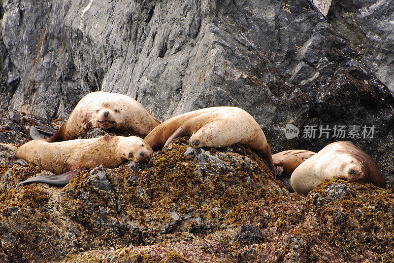 虎头海狮