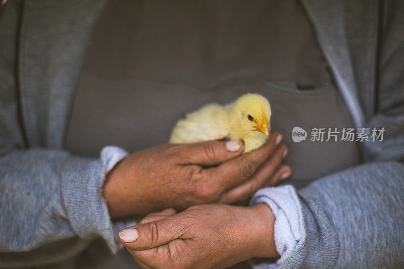 老人家抱着小鸡，抱着小鸟