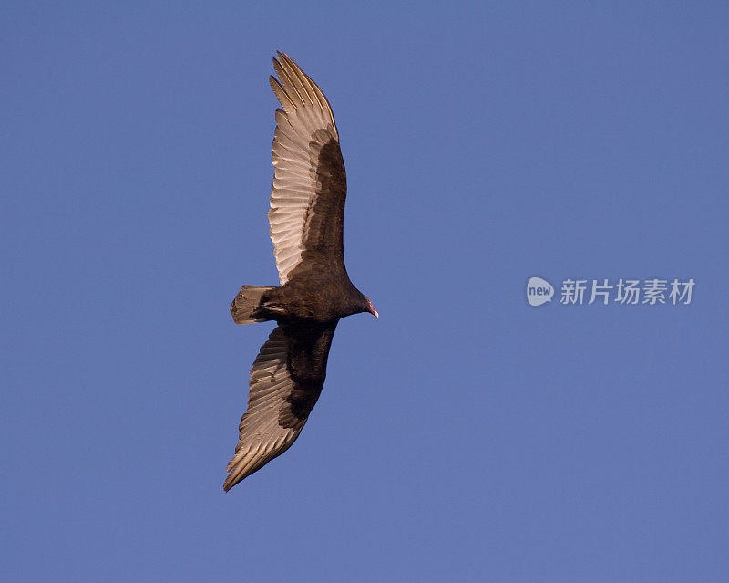 土耳其秃鹰