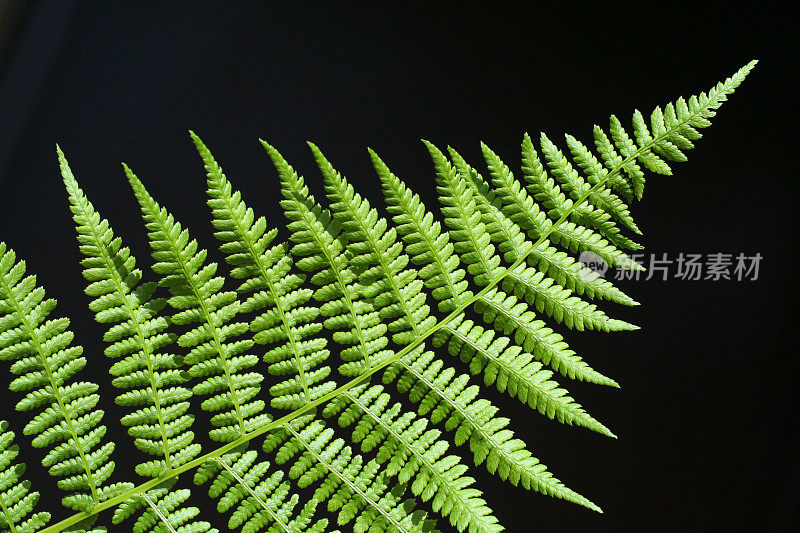 大自然的节奏――蕨类植物