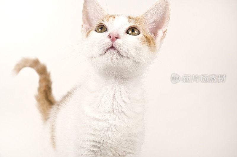 柔软可爱的小猫猫对白色的背景