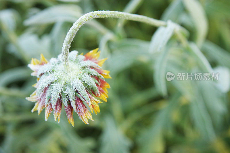 天麻毯花开花霜冻