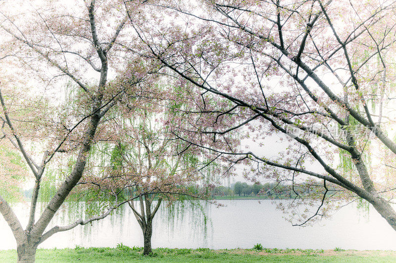 樱花和柳树