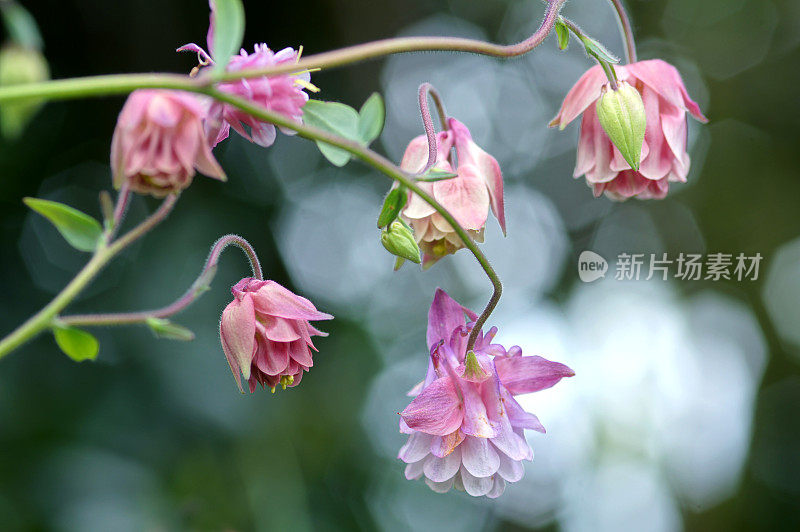 反射光下的Aquilegia花