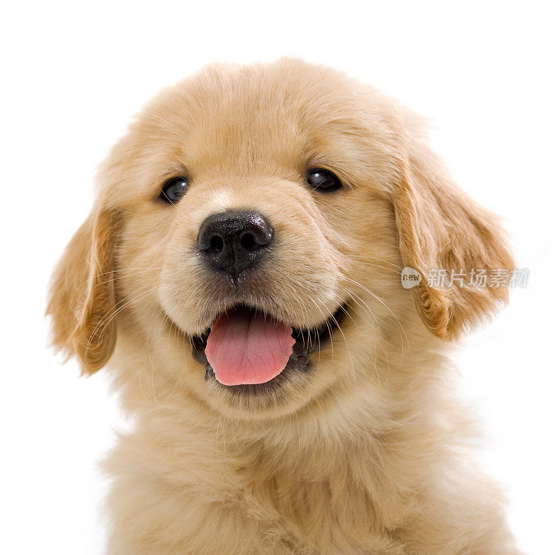快乐的金毛小狗对着镜头微笑