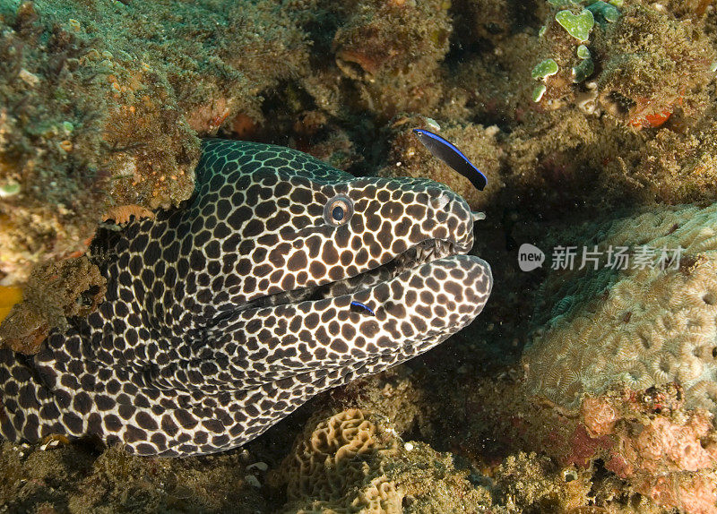 蜂窝条海鳗