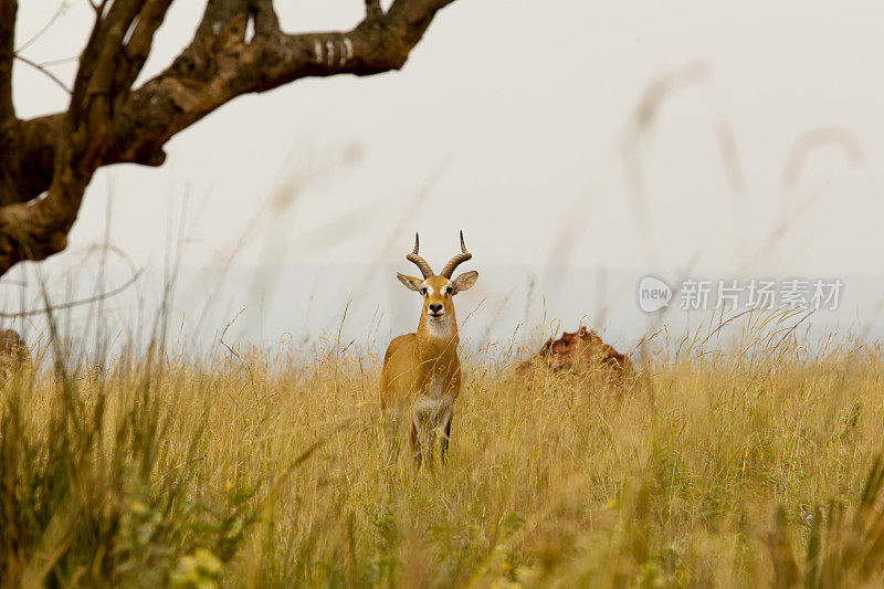 乌干达羚羊:在大草原