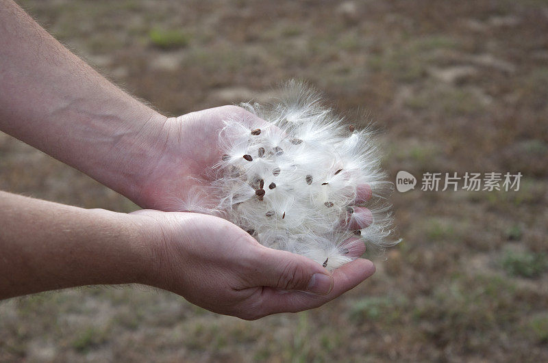 马利筋的手