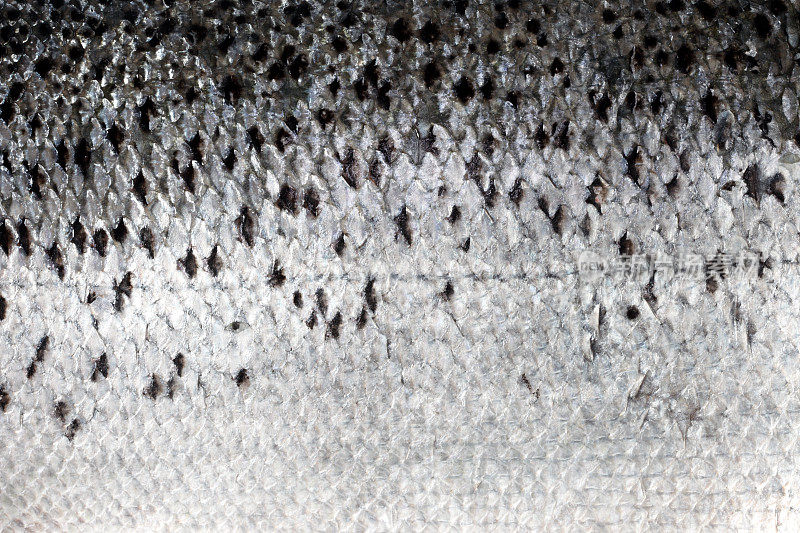 生鲑鱼皮纹理背景