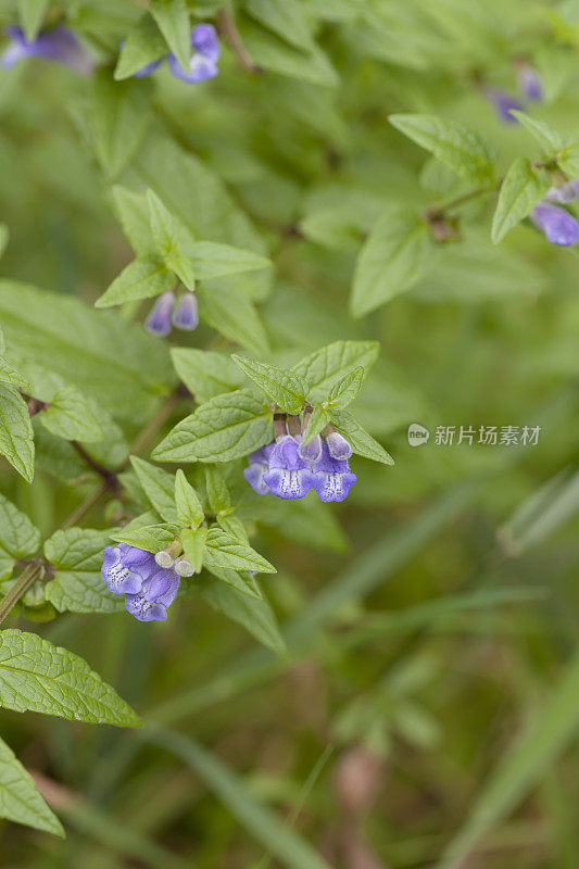 黄芩(黄芩)