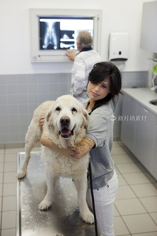 兽医技术员与金毛寻回犬