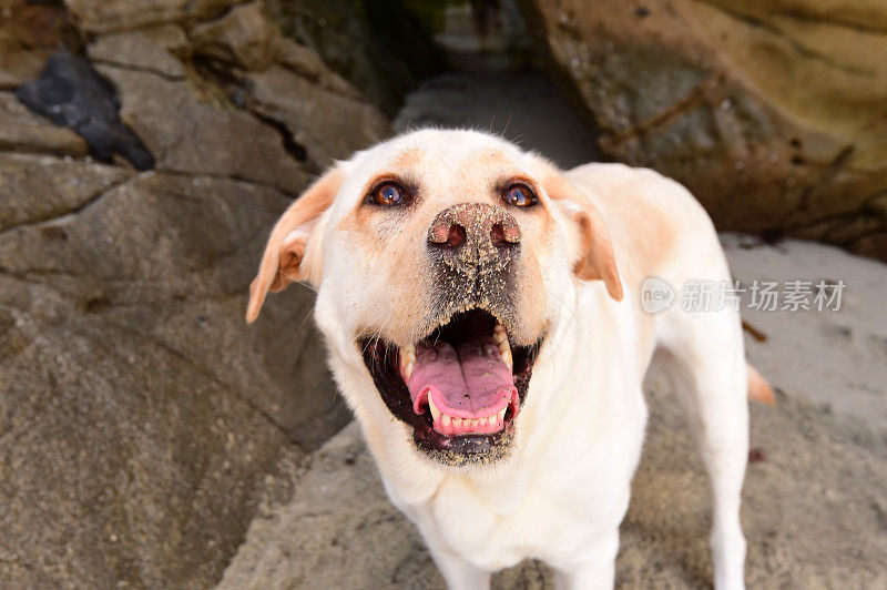 拉布拉多寻回犬