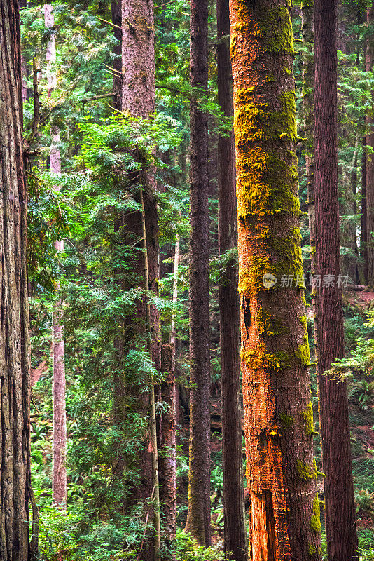 加州红木森林背景