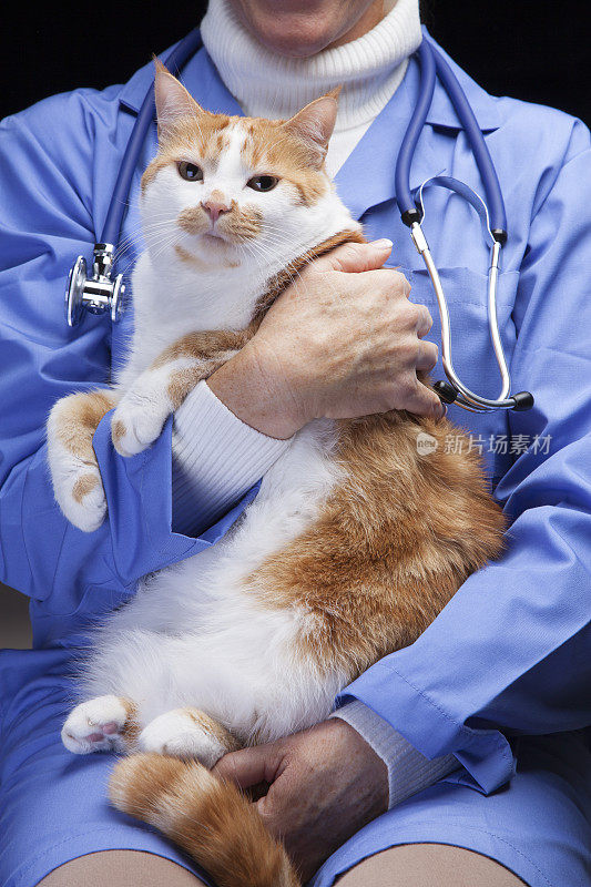 兽医和家猫
