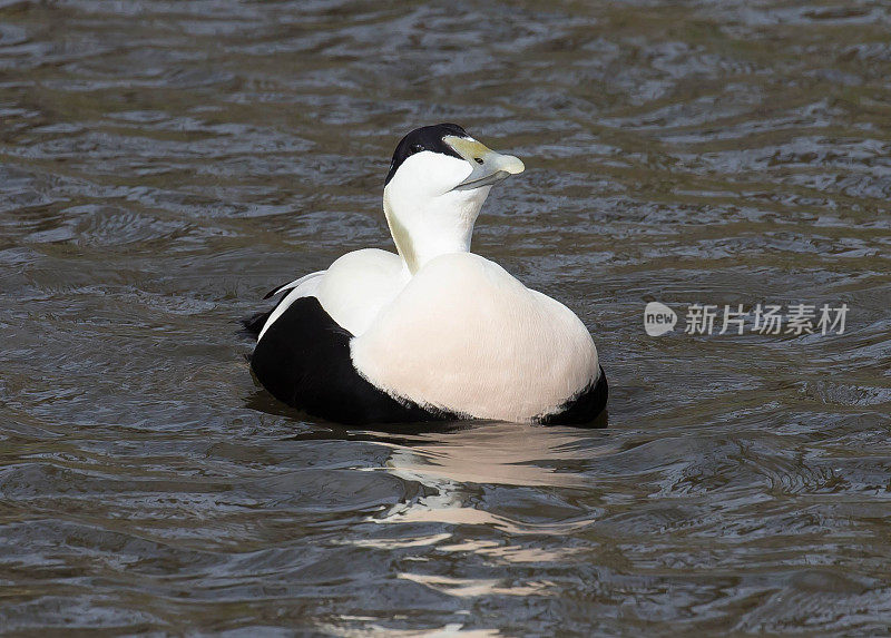 绒鸭鸭