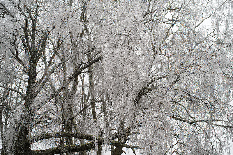 冻在冰树枝上
