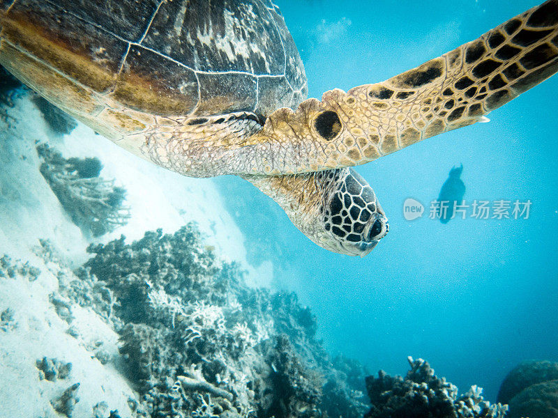 海龟游泳