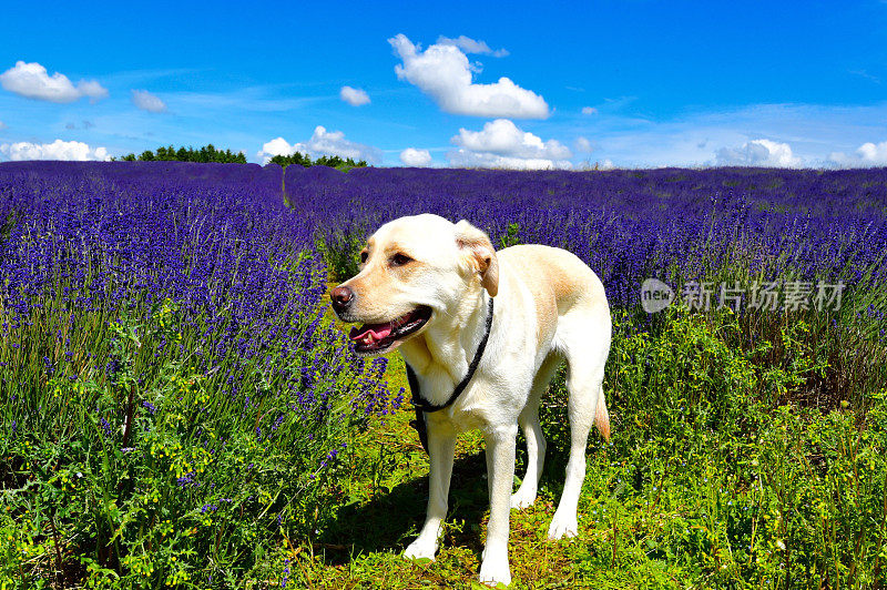 拉布拉多寻回犬