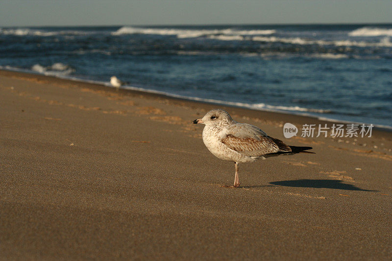 海滩上的海鸥