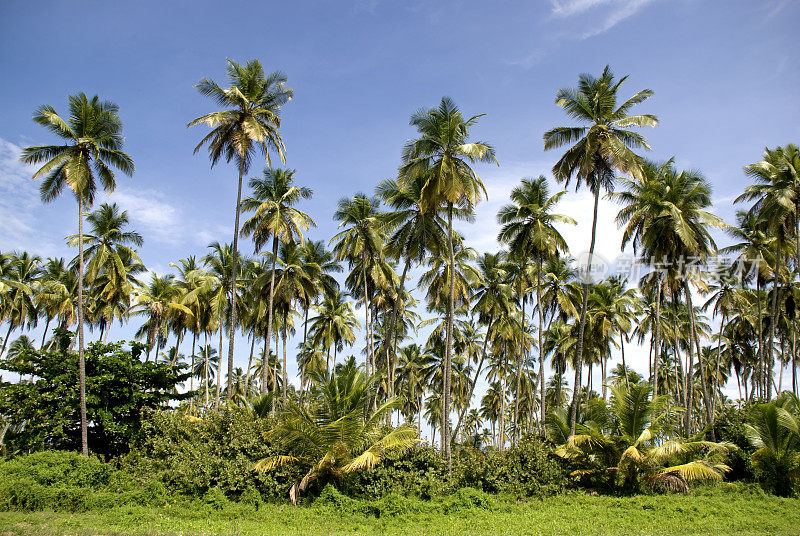 巨型椰子树