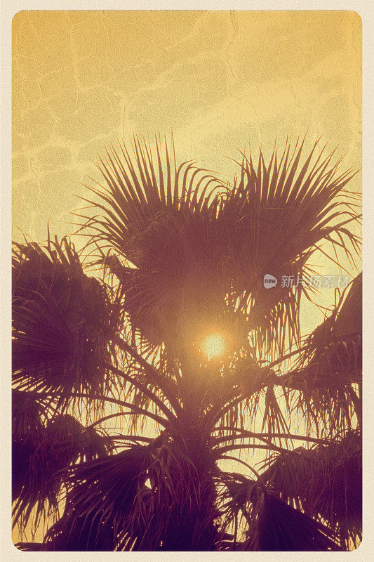 橙色日落通过棕榈树-复古明信片