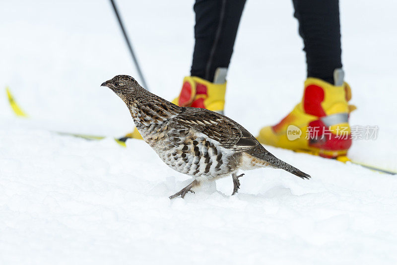 松鸡和越野滑雪者