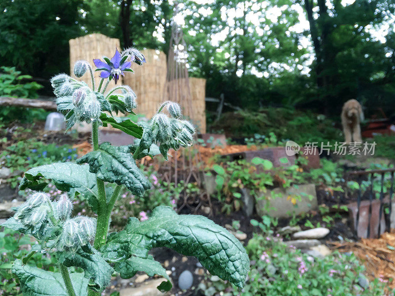 琉璃苣花在后院