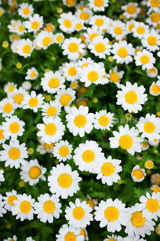 Oxeye雏菊的春天背景